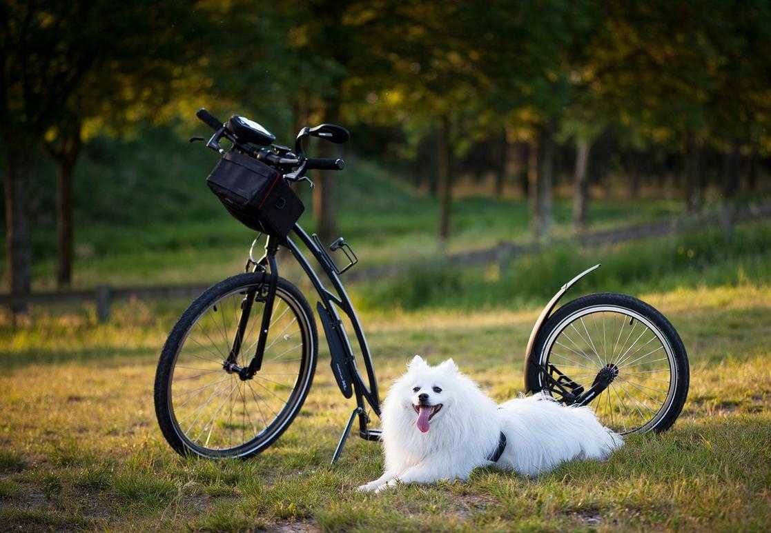 Does Glisusomena for Pet