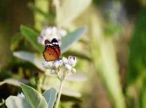 Which Milkweed for Hingagyi